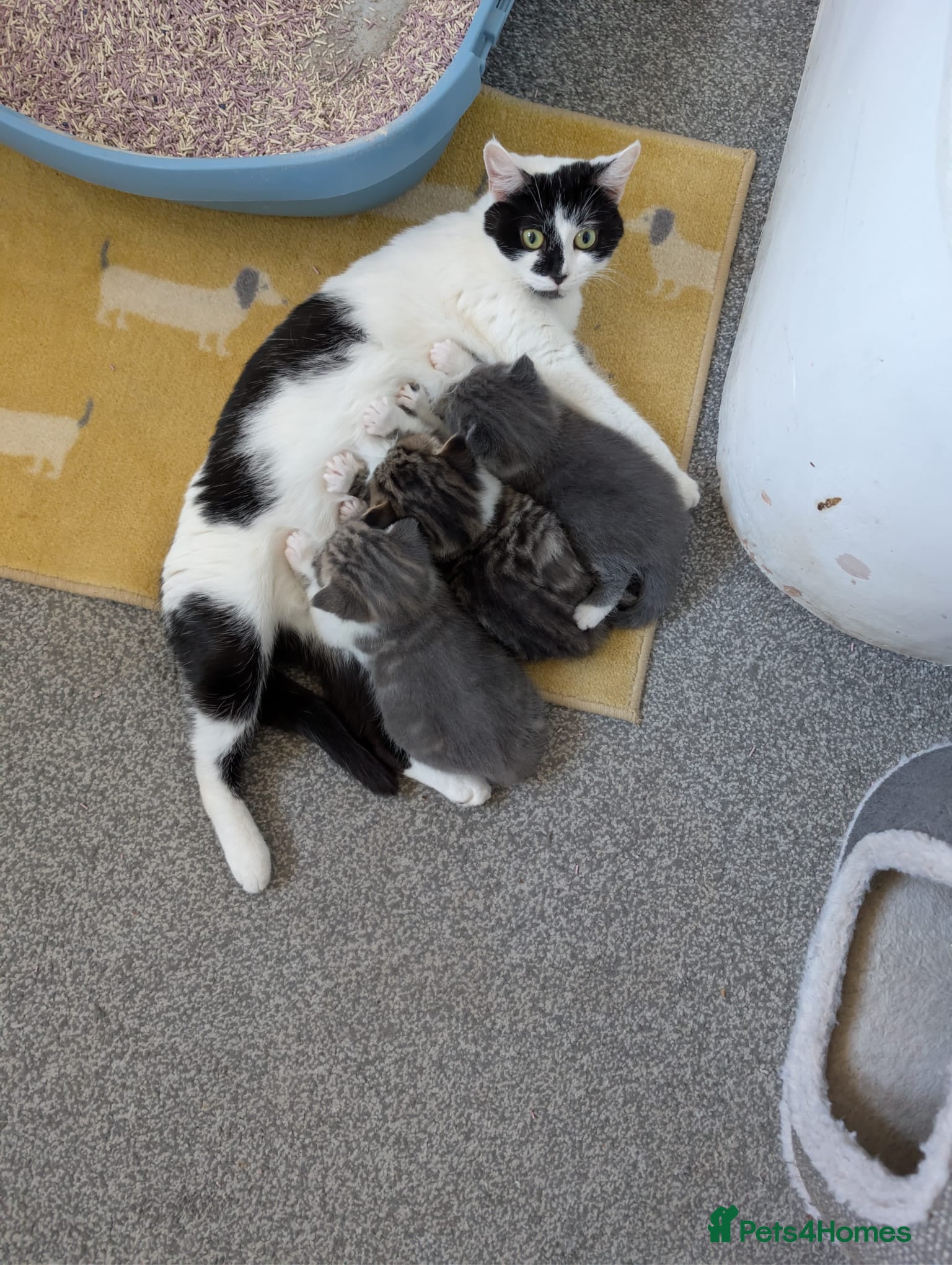 Mixed Breed cats Beautiful fluffy kittens for sale.  - Advert 1