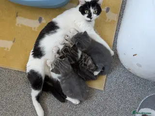 Mixed Breed cats Beautiful fluffy kittens for sale. - Advert 7