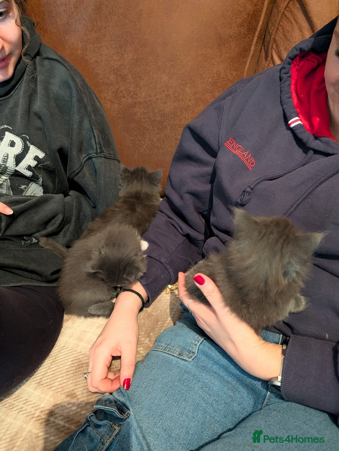 Maine Coon cats for sale: Beautiful Blue Maine Coon kittens - Advert 13