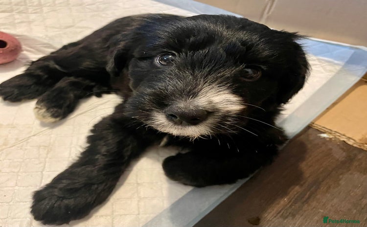 Cocker Spaniel dogs - Advert 7