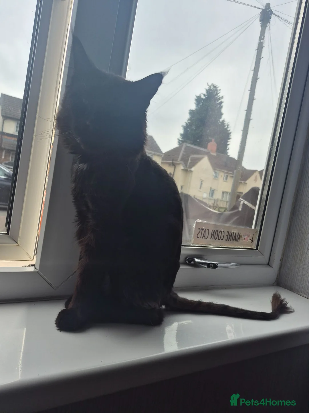 Maine Coon cats for sale: Beautiful Maine coon boy  - Advert 2