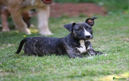 Mixed Breed dogs for sale: Wheatenbull Puppies English Bullterrier x Wheaten  in Egham - Image 10