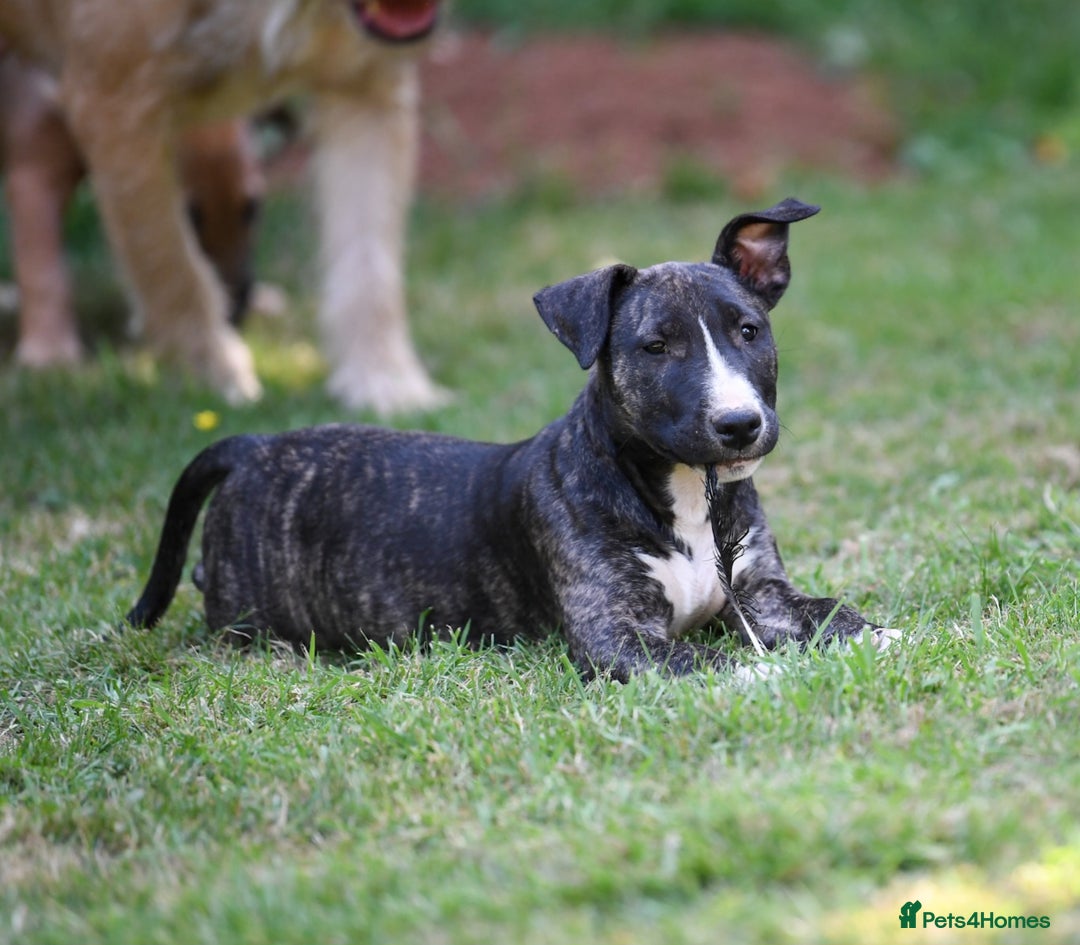 Mixed Breed dogs for sale: Wheatenbull Puppies English Bullterrier x Wheaten  in Egham - Image 10