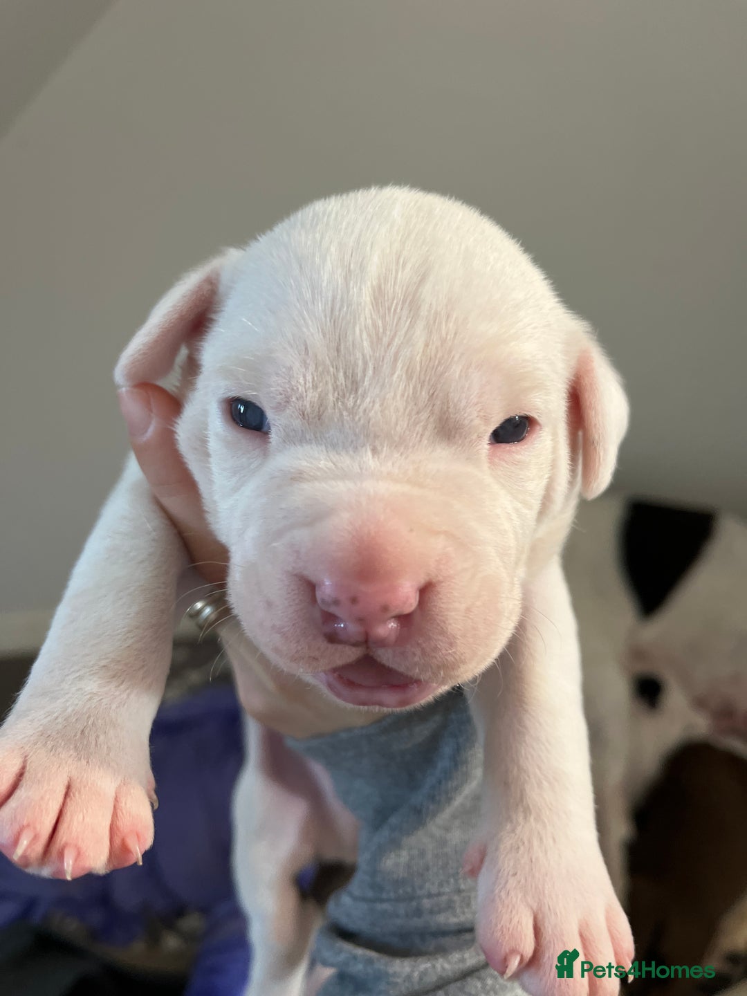 Mixed Breed dogs for sale: 4 beautiful American bully cross staffy puppies - Image 19