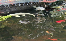 Koi Carp fish for sale: koi fish and various other fish - Image 16