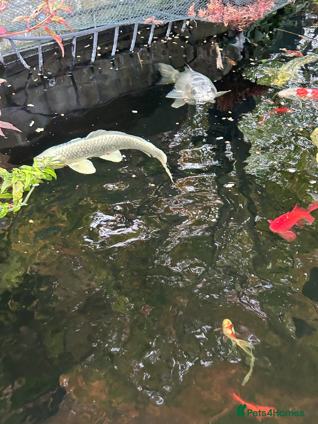 Koi Carp fish for sale: koi fish and various other fish - Image 16