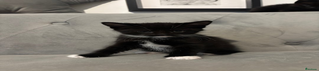 British Shorthair Kitten 4