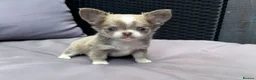 Chihuahua dogs for sale: **PRICE REDUCTION** 🐾🩶 READY TO GO LAST TINY BOY - Advert 29