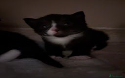 Domestic Shorthair cats for sale: beautiful kittens looking for their forever home - Image 7