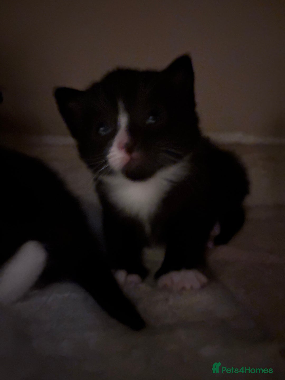 Domestic Shorthair cats for sale: beautiful kittens looking for their forever home - Image 7