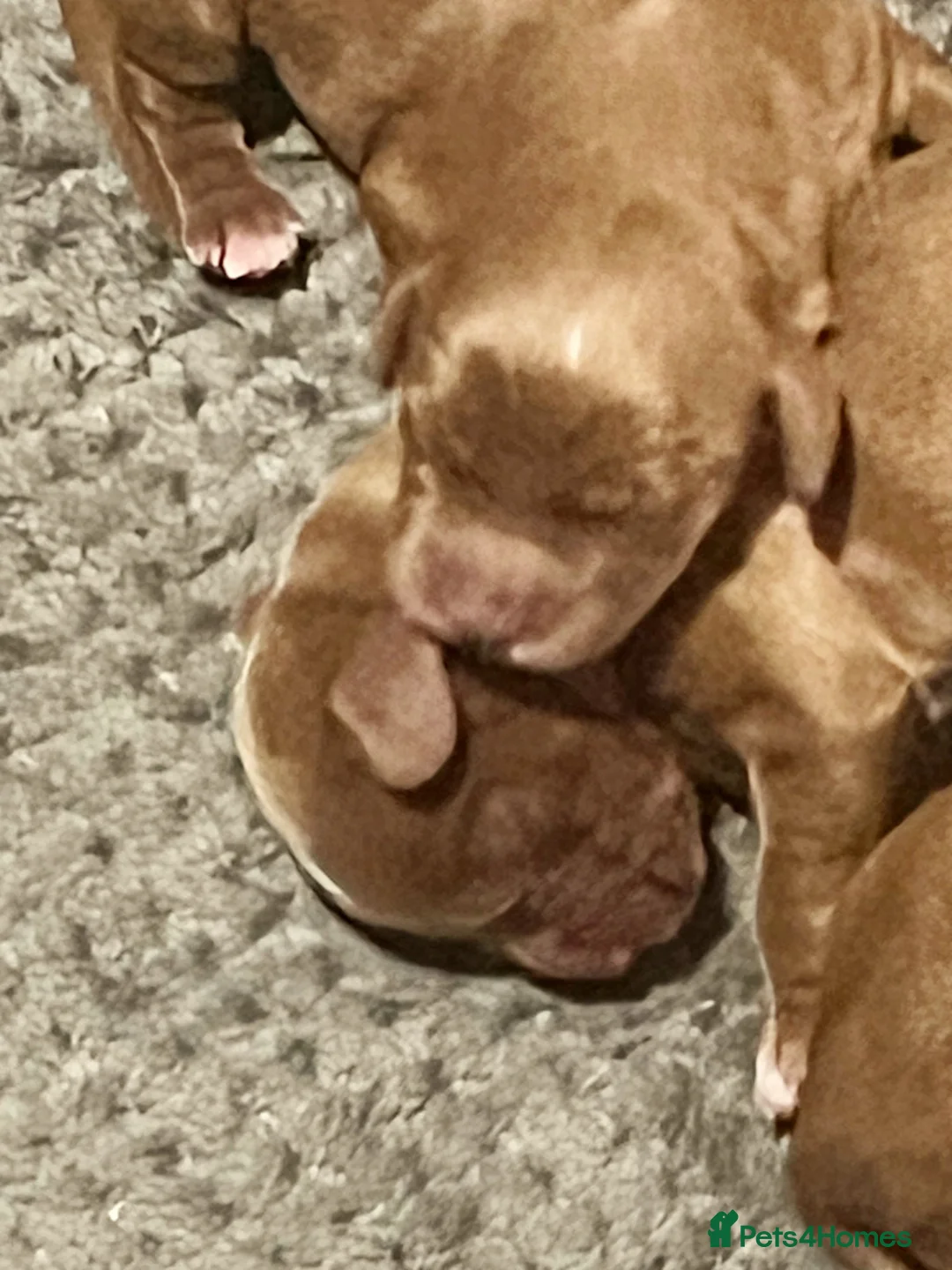 Cocker Spaniel dogs for sale: KC red golden cocker pups health tested parents - Advert 2