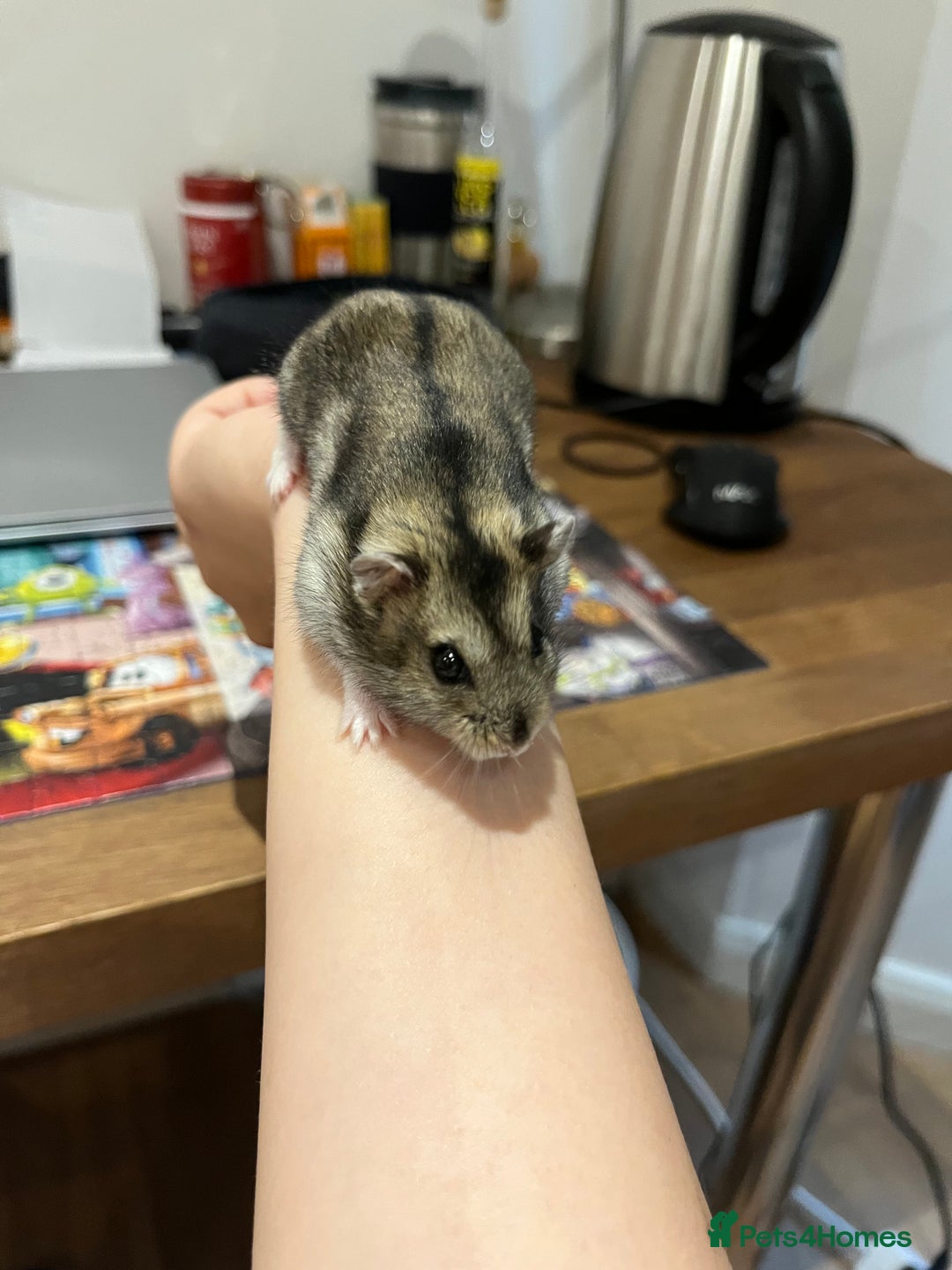 Hamster rodents for sale: Hamster Looking for a Loving New Home – Watford - Advert 3