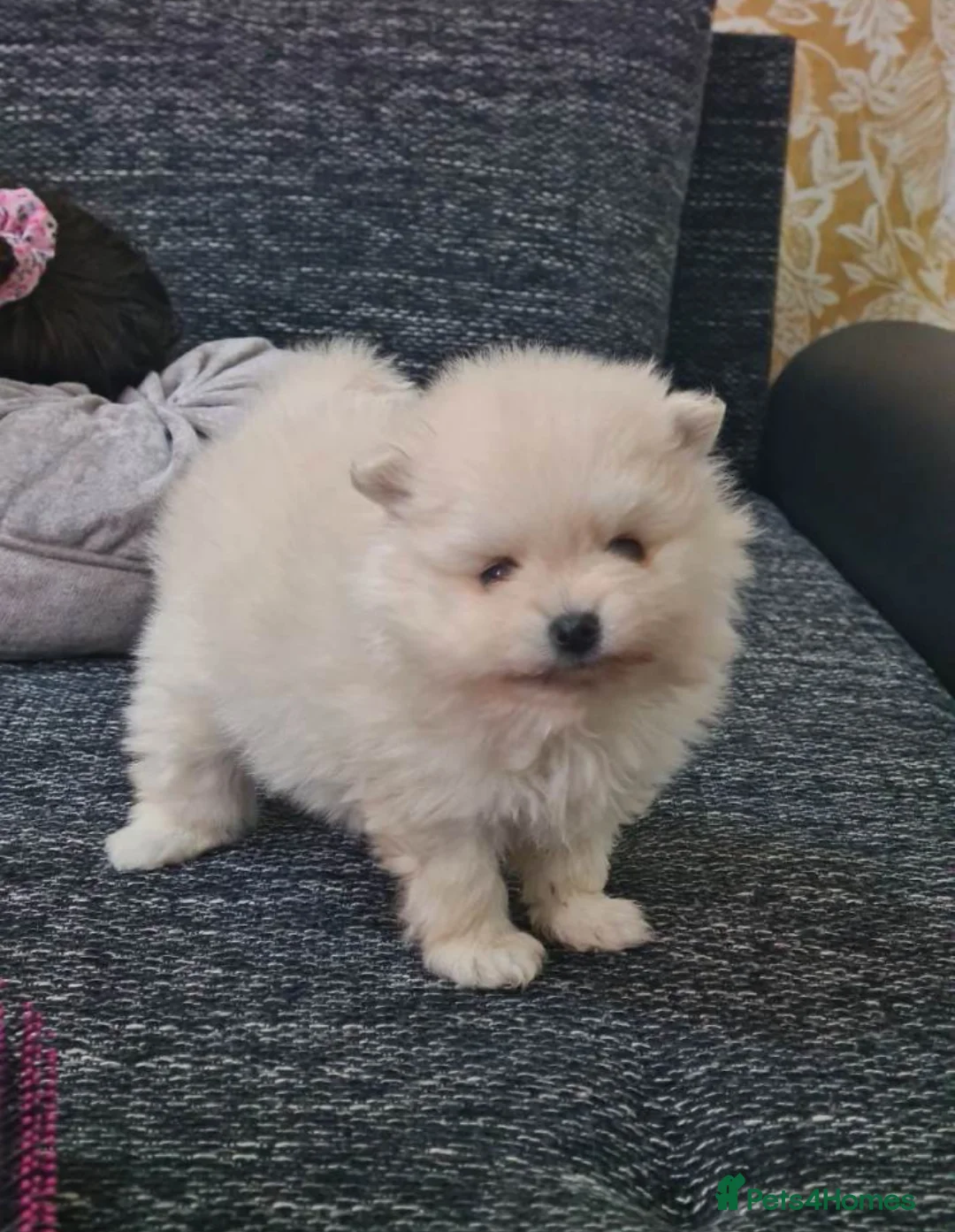 Pomeranian dogs for sale: 2 Pomeranian boys for sale. in Manchester - Advert 2