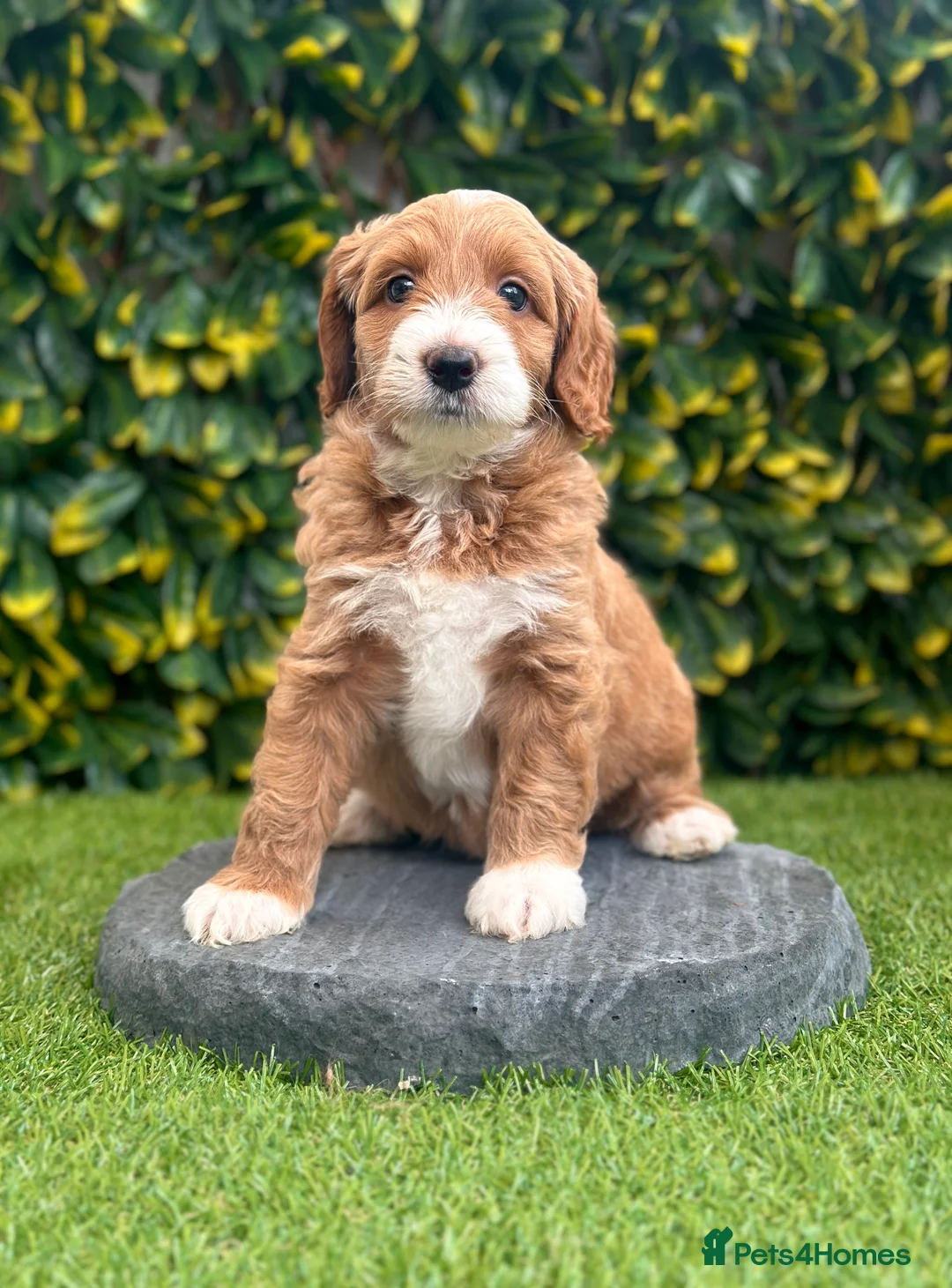 Australian Labradoodle dogs for sale: WALA Superior Australian Labradoodles-Waiting List - Advert 2