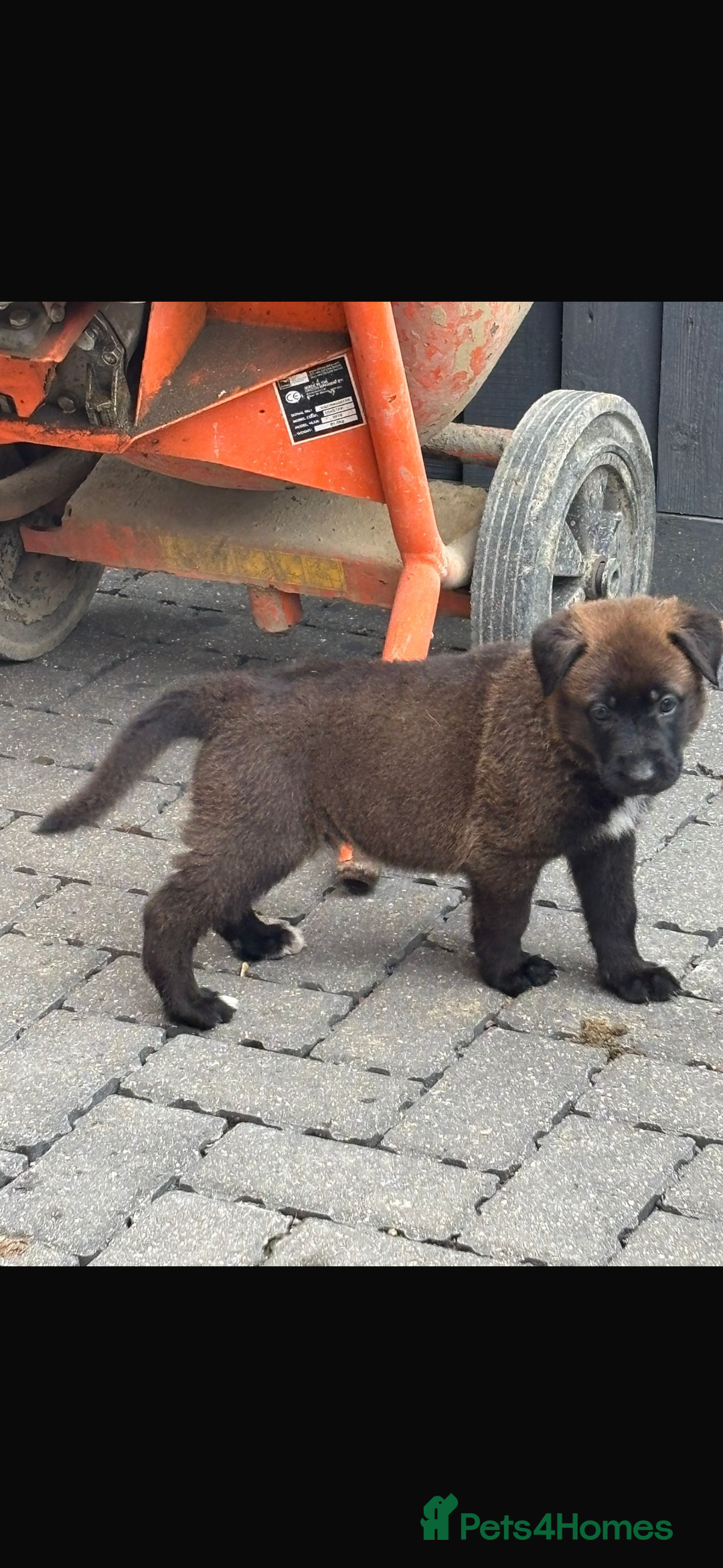 German Shepherd dogs for sale: German shepherd puppies  - Image 8