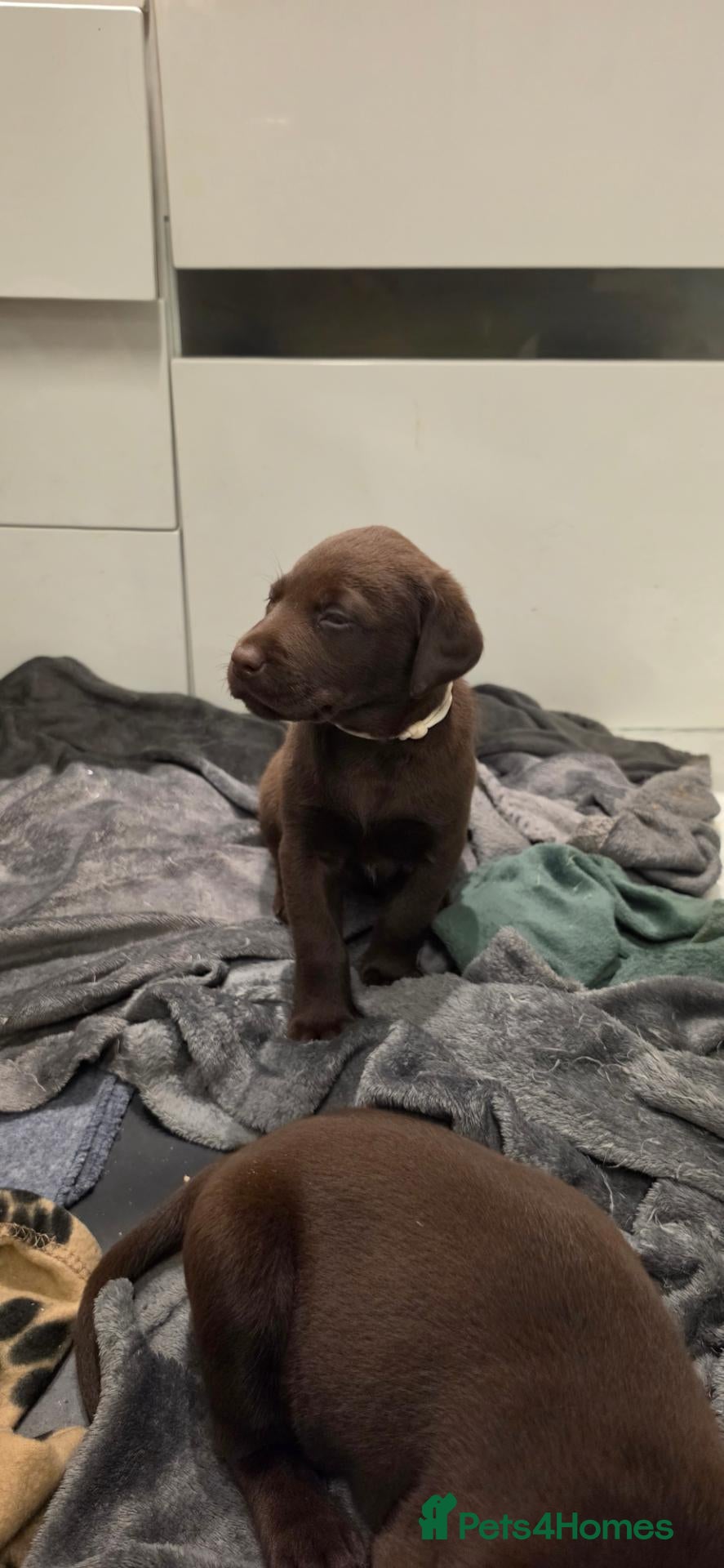 Labrador Retriever dogs KC REG CHAMPION BLOODLINE PUPPIES 🏆🍫 - Advert 2