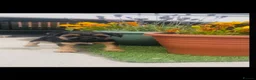 Border Terrier dogs for sale: Border terrier puppies - Advert 4