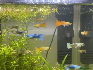 Live Bearers fish Stunning Home-Bred Fancy Guppies - WS10 Wednesbury - Advert 2
