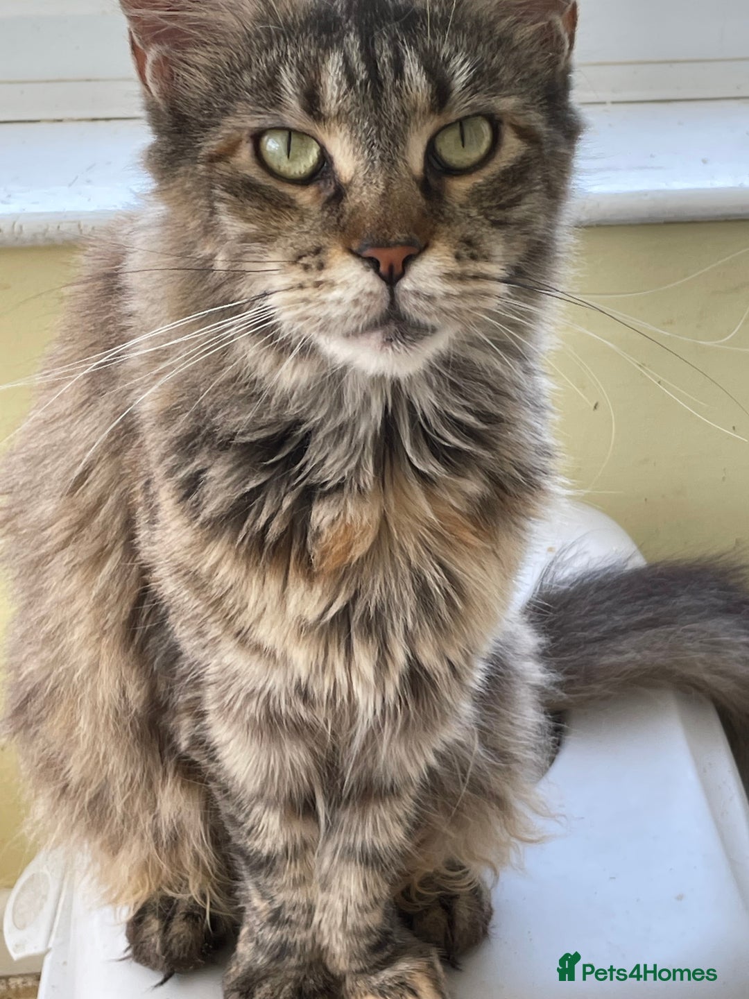 Maine Coon cats for sale: GCCF Registered female Maine Coon kitten - Image 10