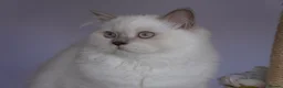 Scottish Fold cats for sale: 🌸beautiful long hair and short haired kittens🌸 - Advert 3