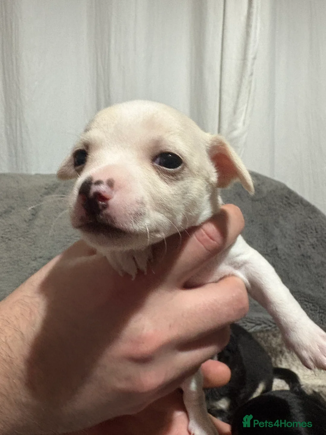 Chihuahua dogs for sale: Chihuahua puppies for sale  - Advert 11