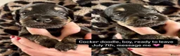Mixed Breed dogs for sale: Cockerdoodle pups  - Advert 3