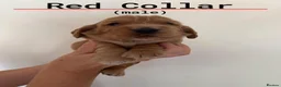 Cocker Spaniel dogs for sale: Pedigree Golden Cocker Spaniels KC Registered in Chigwell - Advert 14