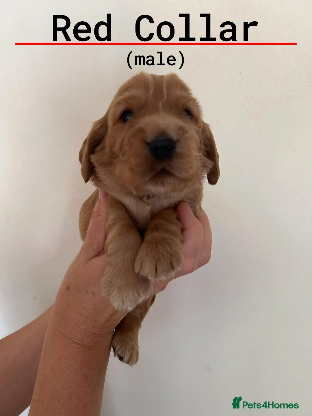 Cocker Spaniel dogs for sale: Pedigree Golden Cocker Spaniels KC Registered in Chigwell - Advert 14