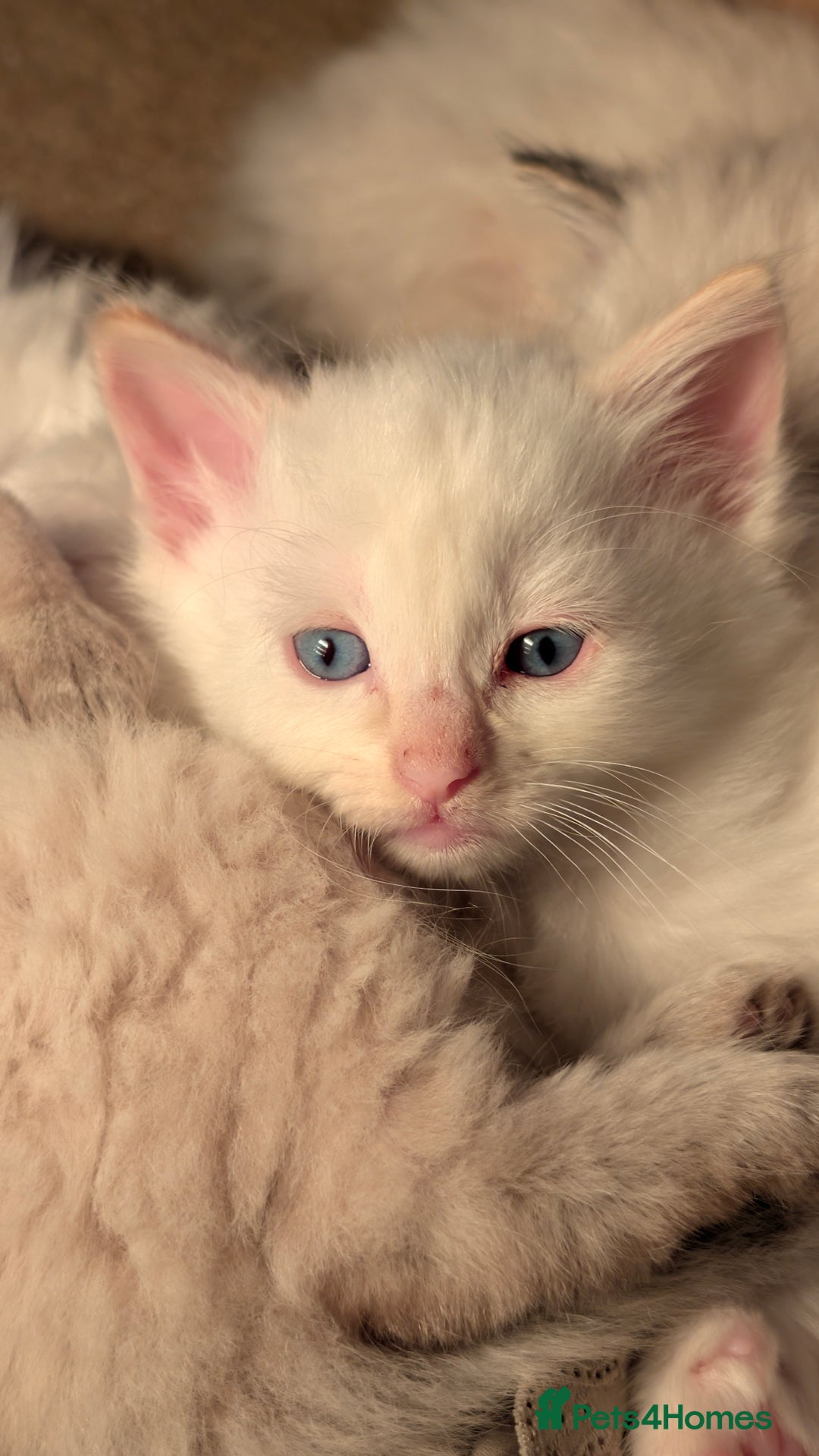 Ragdoll cats for sale: Beautiful Playful Ragdoll Kittens - Advert 14