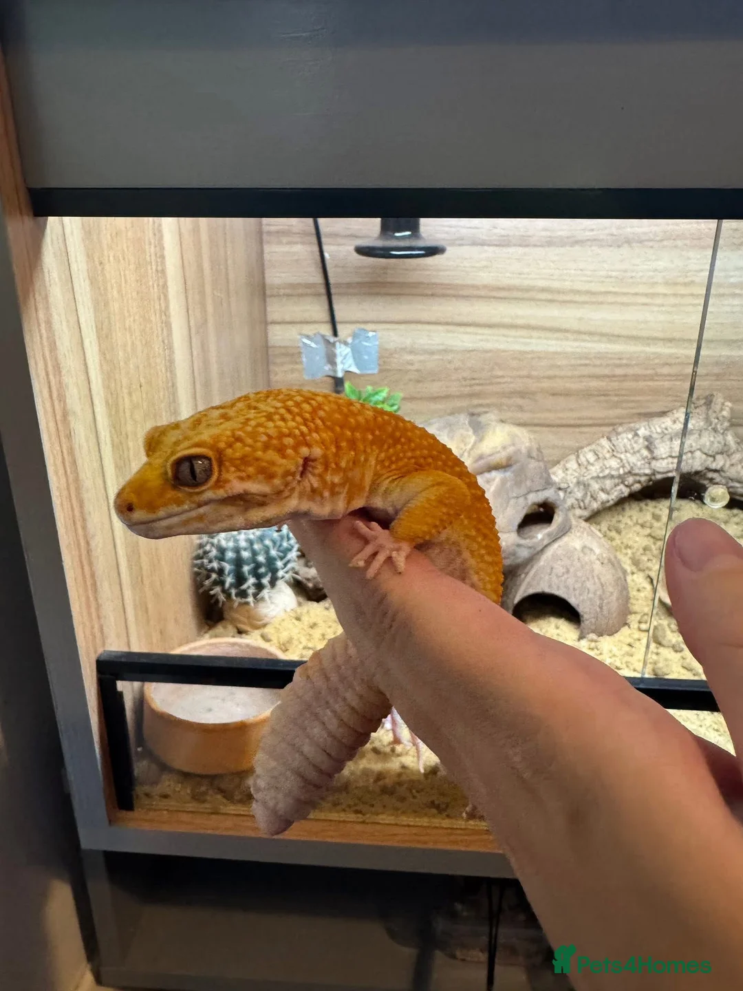 Leopard Gecko reptiles for sale: Two Leopard Geckos with Vivarium included in Chatham - Advert 2
