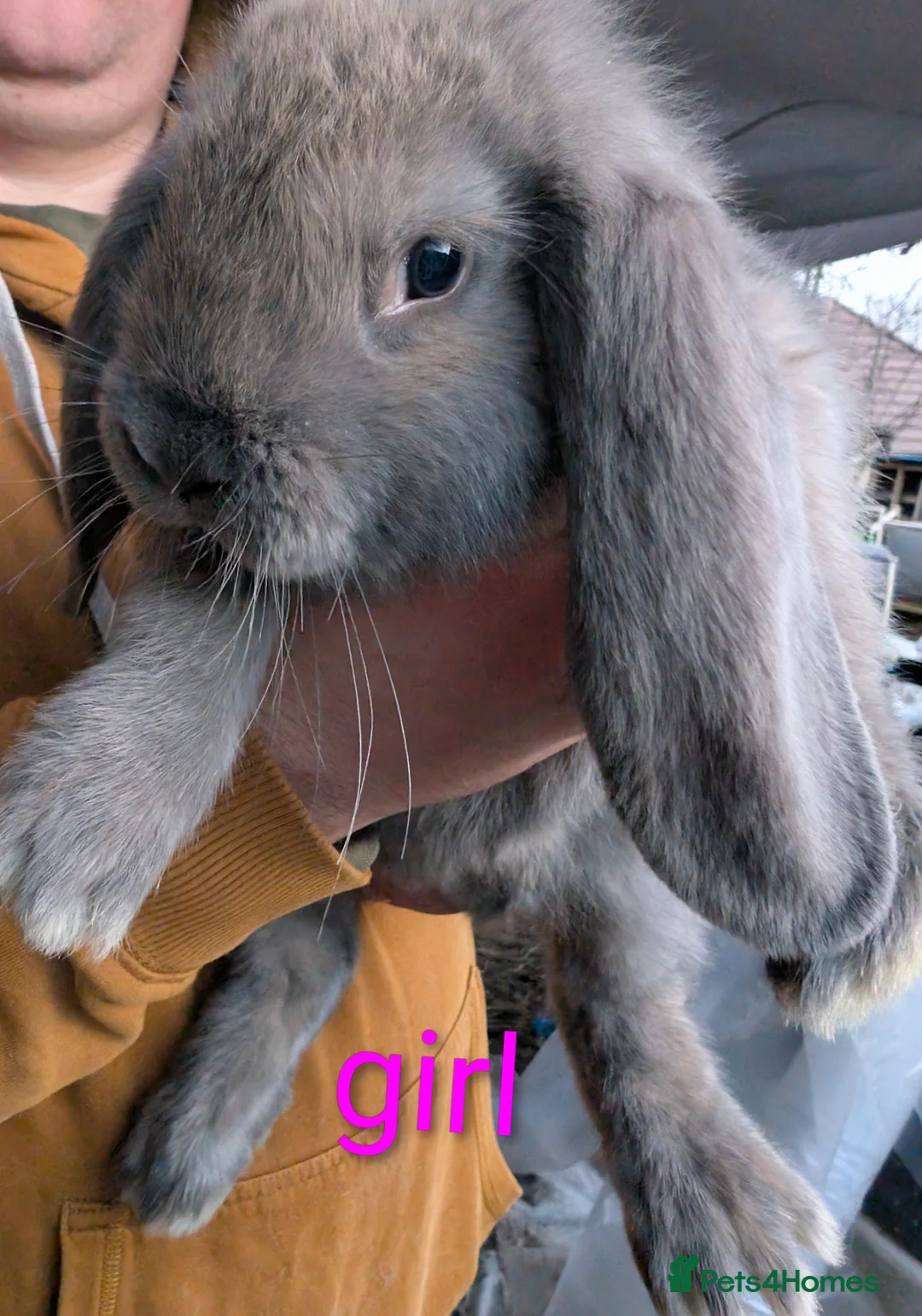 French Lop rabbits for sale: Giant French lop  - Advert 3