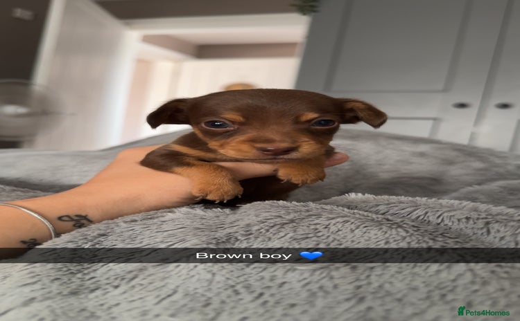 Mixed Breed dogs - Advert 8