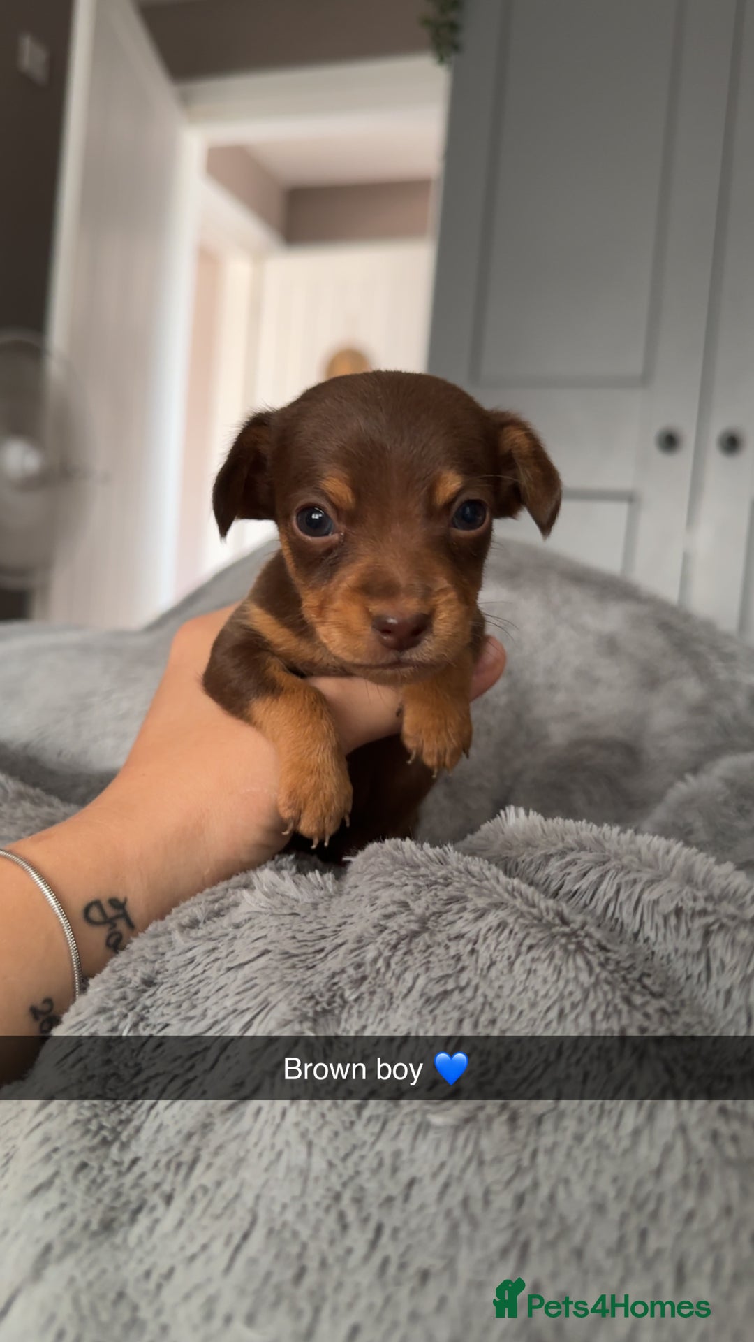 Mixed Breed dogs for sale: Miniature dachshund cross  - Image 1