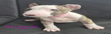 English Bull Terrier 4