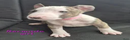 English Bull Terrier dogs for sale: English Bull pups ready to leave - Advert 2