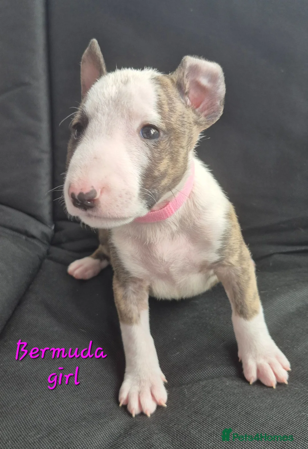English Bull Terrier dogs for sale: English Bull pups ready to leave - Advert 2