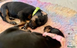 Dobermann dogs for sale: KC registered health tested Doberman puppies - Image 15