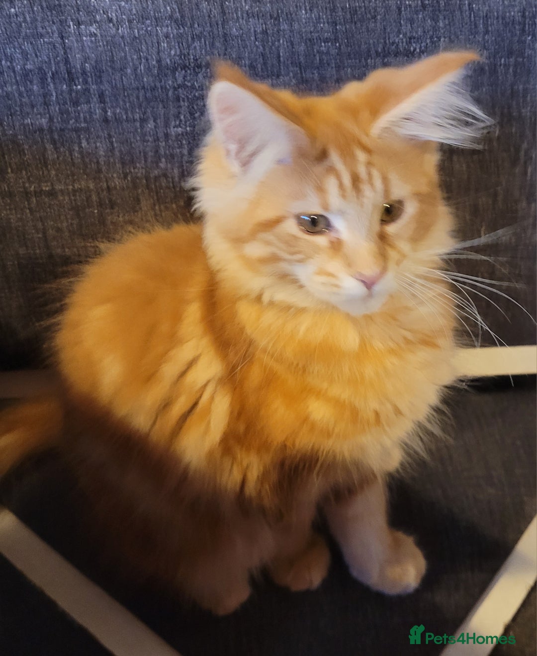 Maine Coon cats for sale: Ginger Maine Coon Kittens  - Advert 19