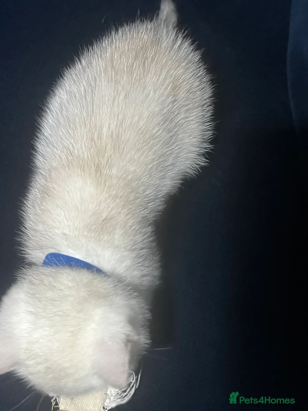 British Shorthair cats for sale: British shorthair type kittens - Advert 18