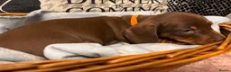 Dachshund dogs for sale: Isabella & Tan and chocolate Miniture Dachshund  in Dorchester - Advert 12