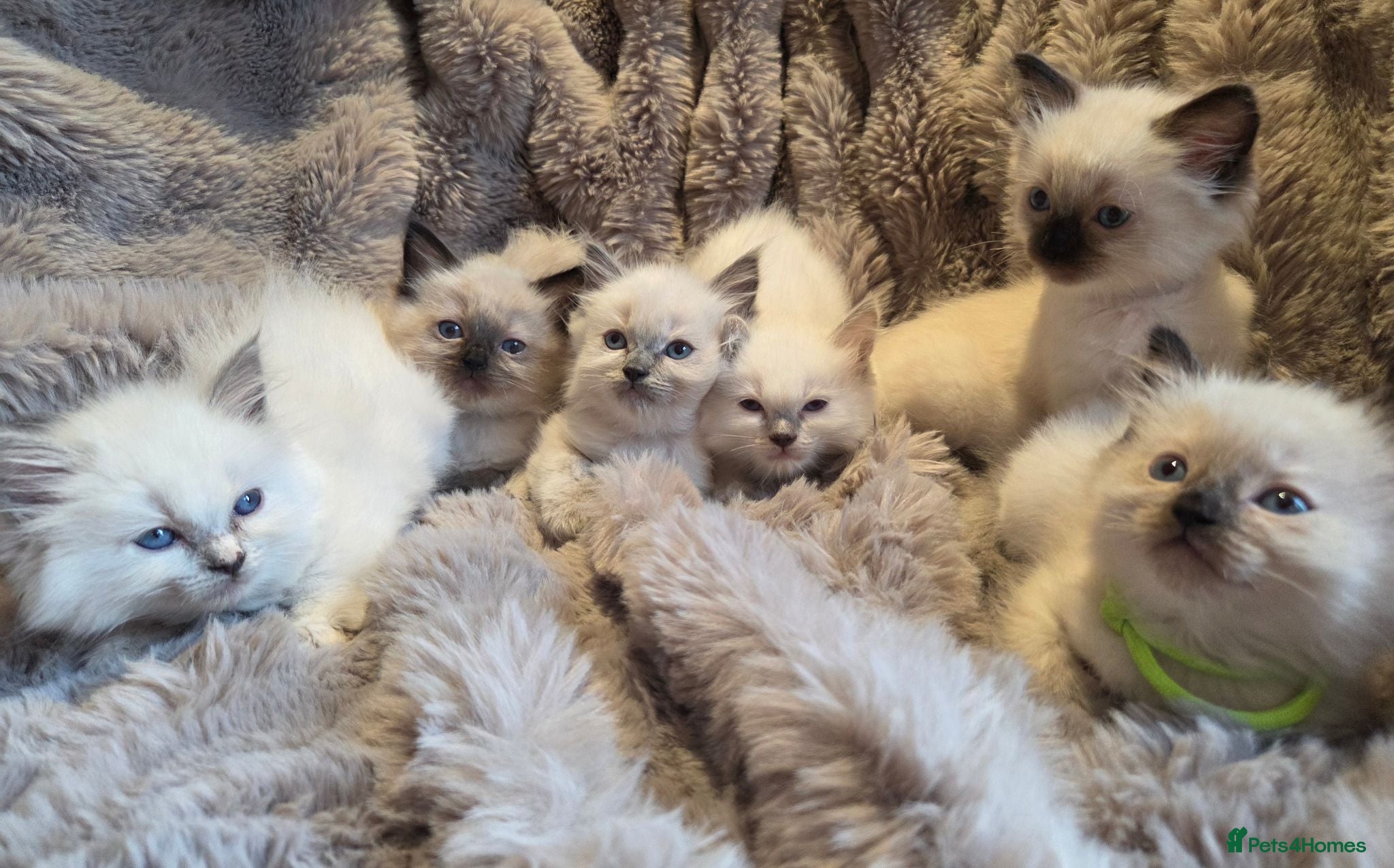 Ragdoll cats 🏆GCCF REG. EXTENSIVELY TESTED RAGDOLL KITTENS🌟 - Advert 1