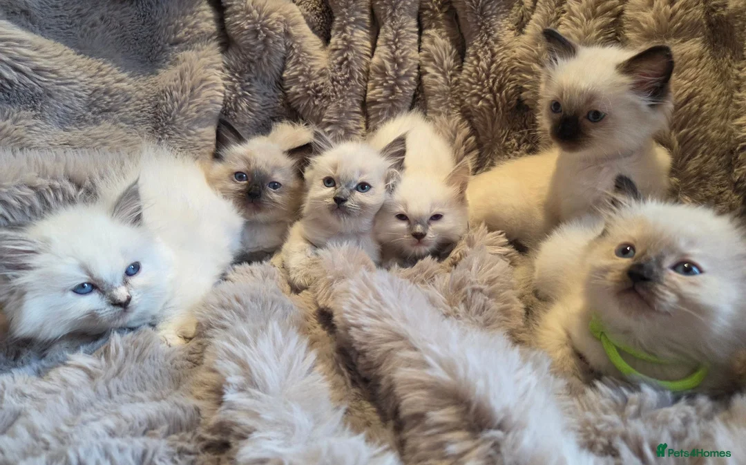 Ragdoll cats for sale: 🏆GCCF REG. EXTENSIVELY TESTED RAGDOLL KITTENS🌟 - Advert 1