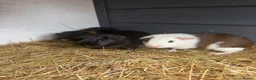 Guinea Pig rodents for sale: Home reared male guineas  - Advert 3
