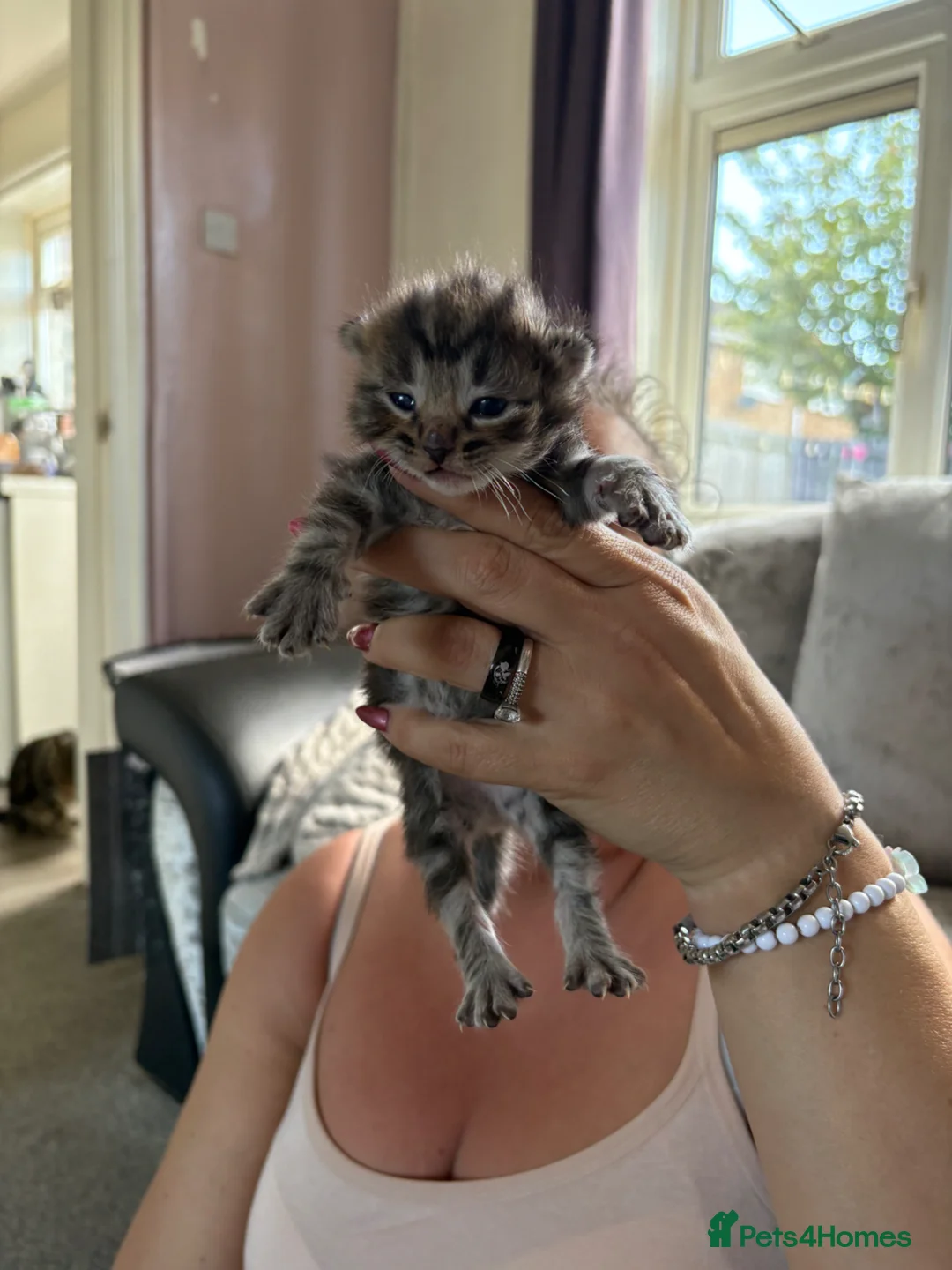 Domestic Shorthair cats for sale: 6 boys, 5 x  silver tabby 1 x black and white in Doncaster - Advert 2