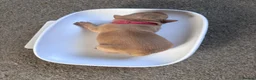 Labrador Retriever dogs for sale: Gorgeous labs  - Advert 6