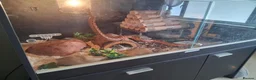 Corn Snake reptiles for sale: Gorgeous corn snake with viv and full set up in Clynderwen - Advert 3