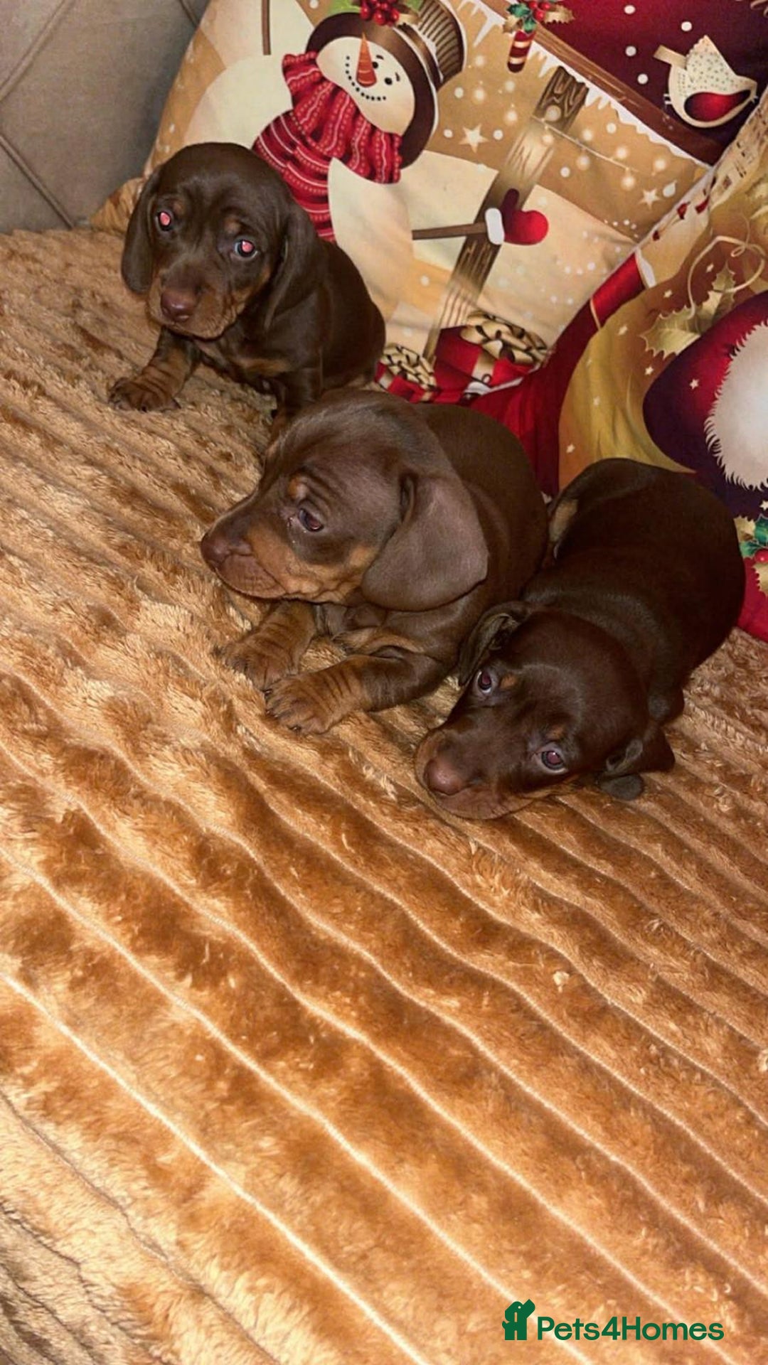 Dachshund dogs for sale: Dachshund for sale  - Advert 8