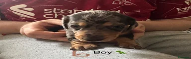 Miniature Dachshund 3