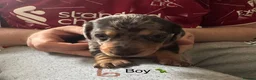 Miniature Dachshund dogs for sale: 7 stunning miniature dachshunds (sausage dog) in Warrington - Advert 8