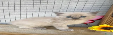 Ragdoll blue mink female